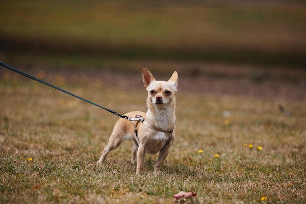 Maximiza tu rendimiento en remo: consejos nutricionales para potenciar tu entrenamiento